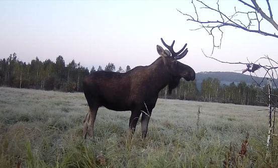 內蒙古室韋自治區級自然保護區生態修復成效顯著，珍稀物種再現生機
