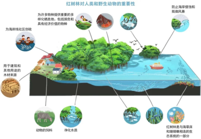 世界海洋日 | 保護海洋生態系統，人與自然和諧共生