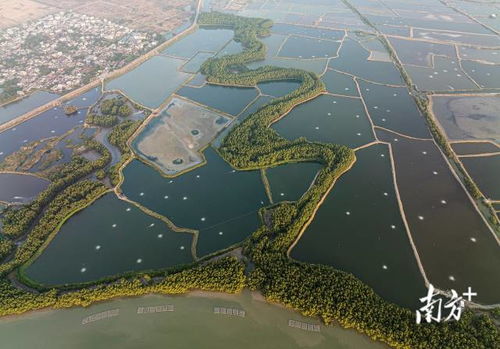 從海岸衛(wèi)士到碳中和探路者 紅樹林如何變身“金樹林”