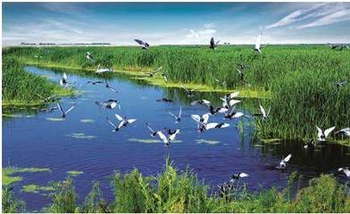 自然生態(tài)系統(tǒng)的價(jià)值、效率與保護(hù)管理