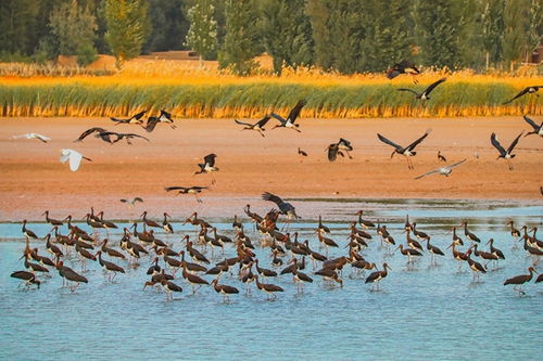 深化生物多樣性保護(hù)，提升濕地生態(tài)系統(tǒng)質(zhì)量——張掖黑河濕地國家級(jí)自然保護(hù)區(qū)的創(chuàng)新實(shí)踐